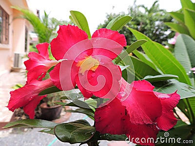 Desert rose or Mock azalea flower. Stock Photo