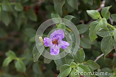 Desert Ruellia Stock Photo