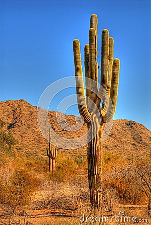 Desert Saguaro Stock Photo