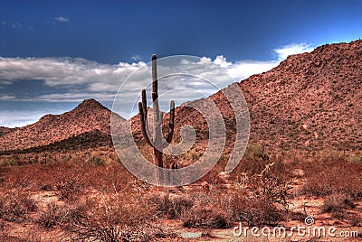 Desert Saguaro Stock Photo