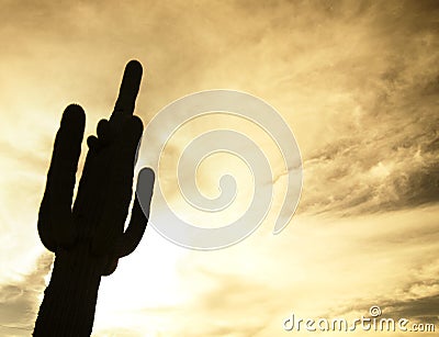 Desert saguaro tree with fluffy cloud sunset Stock Photo