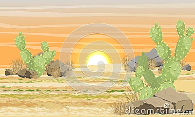 Desert with sand, stones and large green cacti Opuntia at sunset Vector Illustration