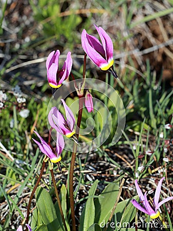 Desert Shooting Star - Dodecatheon conjugens Stock Photo