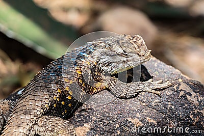 Desert Spiny Lizard on Rock, head turned to camera. Stock Photo