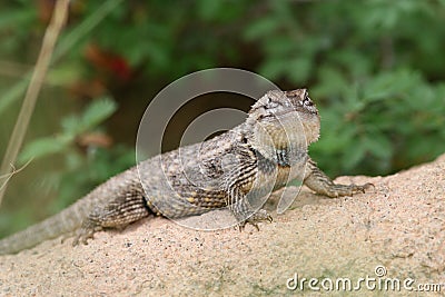 Desert Spiny Lizard (Sceloporus magister) - AZ Stock Photo