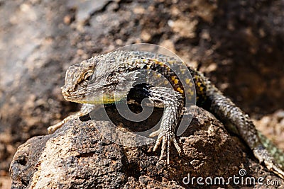 Desert Spiny Lizard on rock. Stock Photo