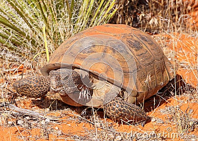 Desert Tortoise, Gopherus agassizi Stock Photo