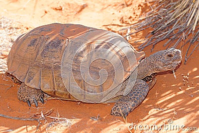 Desert Tortoise, Gopherus agassizi Stock Photo