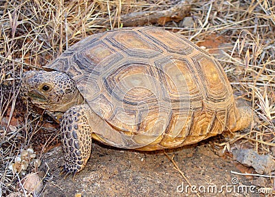 Desert Tortoise, Gopherus agassizii Stock Photo