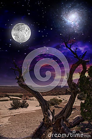 Desert Tree Stock Photo