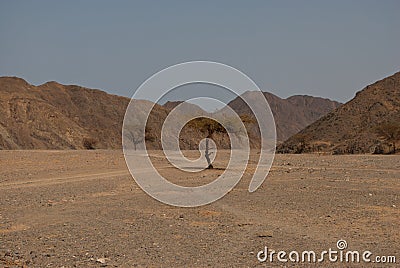 Desert tree Stock Photo
