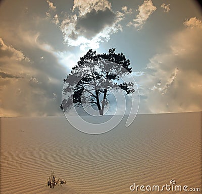 Desert Tree Stock Photo