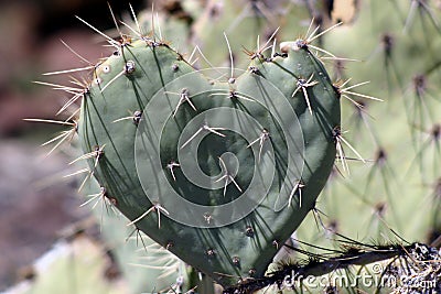 Desert Valintine Stock Photo