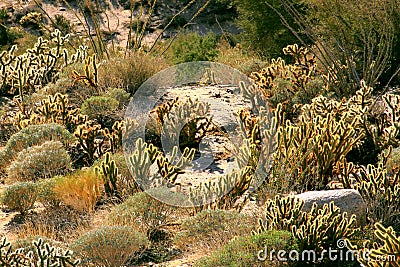 Vegetation of the desert of baja california I Stock Photo