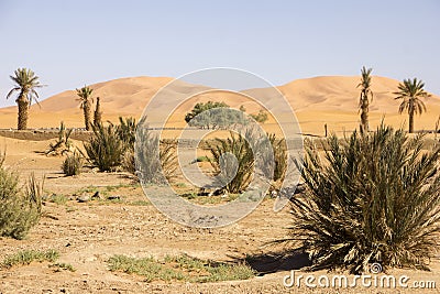 Desert Vegetation Beneath The Spotless Sky Stock Photo