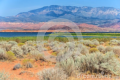 Desert vegetation in Sand Hollow State Park in Utah Stock Photo