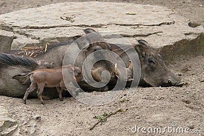 Desert warthogs Stock Photo