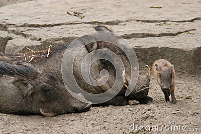 Desert warthogs Stock Photo