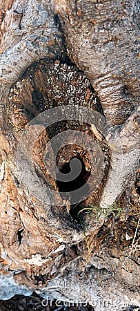 Desert Wild Tree Knot Hole Plant Nature Scene wood Stock Photo
