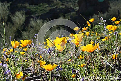 Desert wildflowers Stock Photo