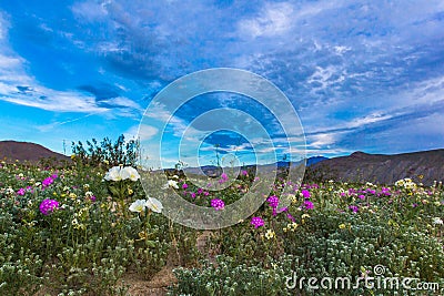 Desert Wildflowers Stock Photo