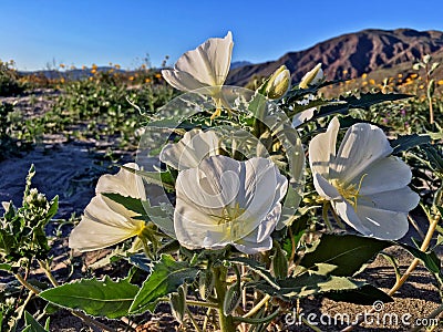 Desert Wildflowers Stock Photo