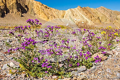 Desert Wildflowers Stock Photo