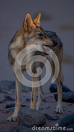 Desert wolf nature lone wolf The wolf on the rockï¿¼lone wolf Stock Photo