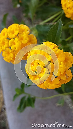 Desert yellow bloom Stock Photo