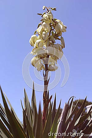 Desert Yucca Flower in Full Bloom With Sky Background Stock Photo