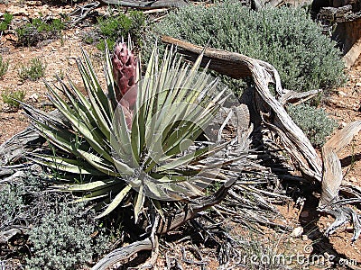 Desert Yucca Landscape Stock Photo