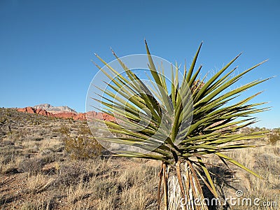 Desert yucca plant Stock Photo