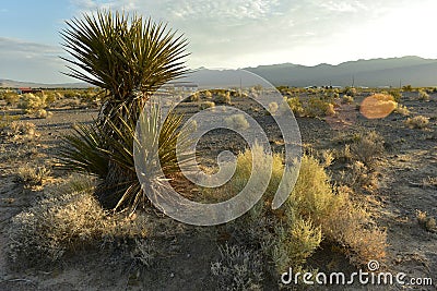 Desert Yucca plant under white and gray clouds blue sky over Mojave Desert landscape town of Pahrump, Nevada, USA Stock Photo