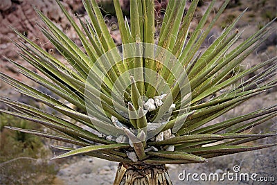 Desert Yucca Plant Stock Photo