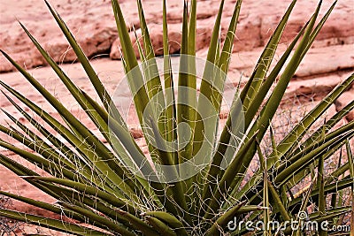 Desert Yucca Plant Stock Photo