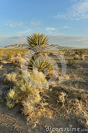 Desert yucca plant, sunrise, blue cloudy sky over Mojave Desert landscape town of Pahrump, Nevada, USA Stock Photo