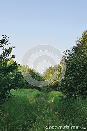 Deserted Abandoned Verdant Rural Woods Country Road Trail Perspective, Vehicle Tracks in Overgrown Wild Grass And Trees, Village Stock Photo