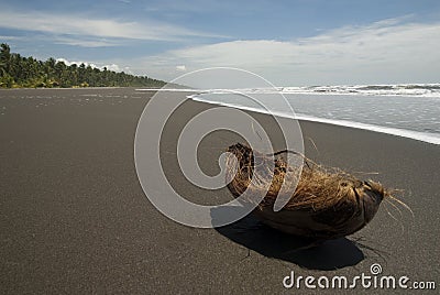 Deserted beach and coconut with palm tree and waves in the background Stock Photo