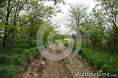 Deserted, broken, village road leading through the thickets to an abandoned village Stock Photo