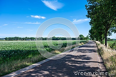 Deserted countryroad at a blooming potato field, Limburg, The Netherlands Stock Photo