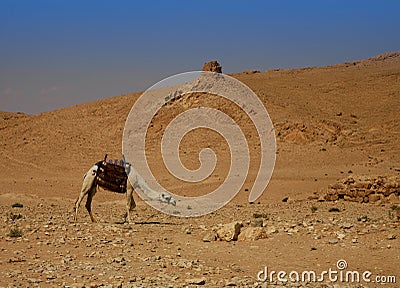 Deserted landscape with a camel Stock Photo