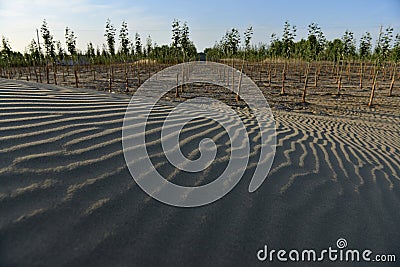 Desertification control Stock Photo