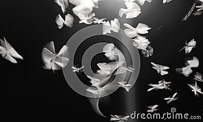 Design, Black And White Flying Wings Stock Photo