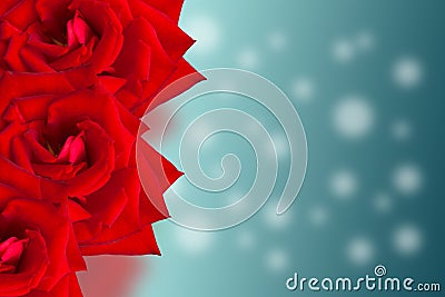 Design collage card. Red Rose beautiful flowers. Stock Photo