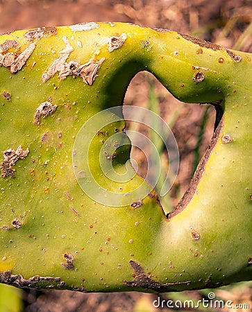 Heart shape in a cactus Stock Photo