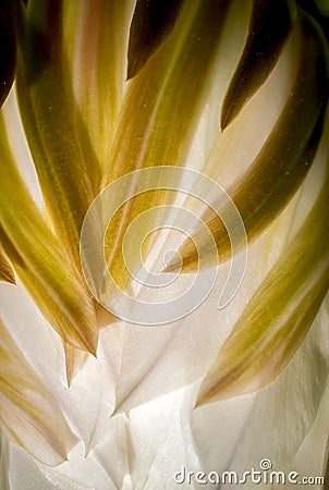 Design in Petal Macro with Curves and Lines in Cactus Flower Stock Photo