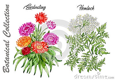 Design set of Everlasting and Hemlock flowers isolated on white Cartoon Illustration