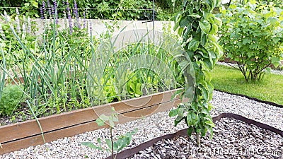 Design of a vegetable garden with wooden raised beds and pebble paths. A columnar apple tree in the garden grows in the soil with Stock Photo