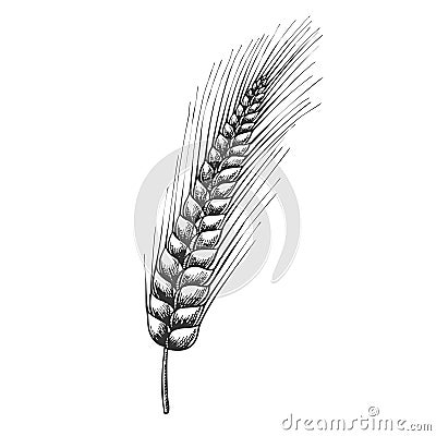 Designed Agriculture Grain Barley Spike Vector Vector Illustration