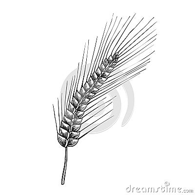 Designed Agriculture Grain Rye Ear Spike Vector Vector Illustration